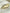 Gouden blad broche